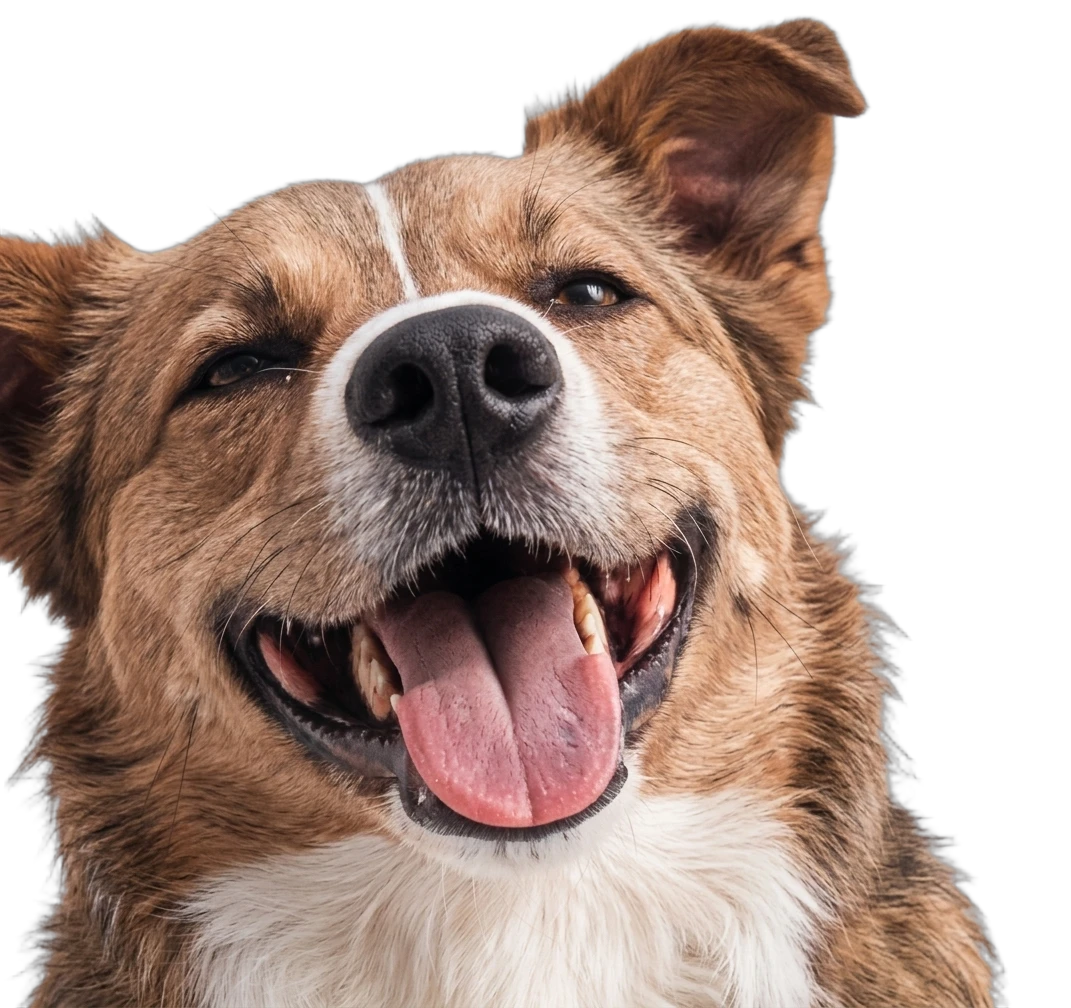 Perro feliz mirando hacia arriba