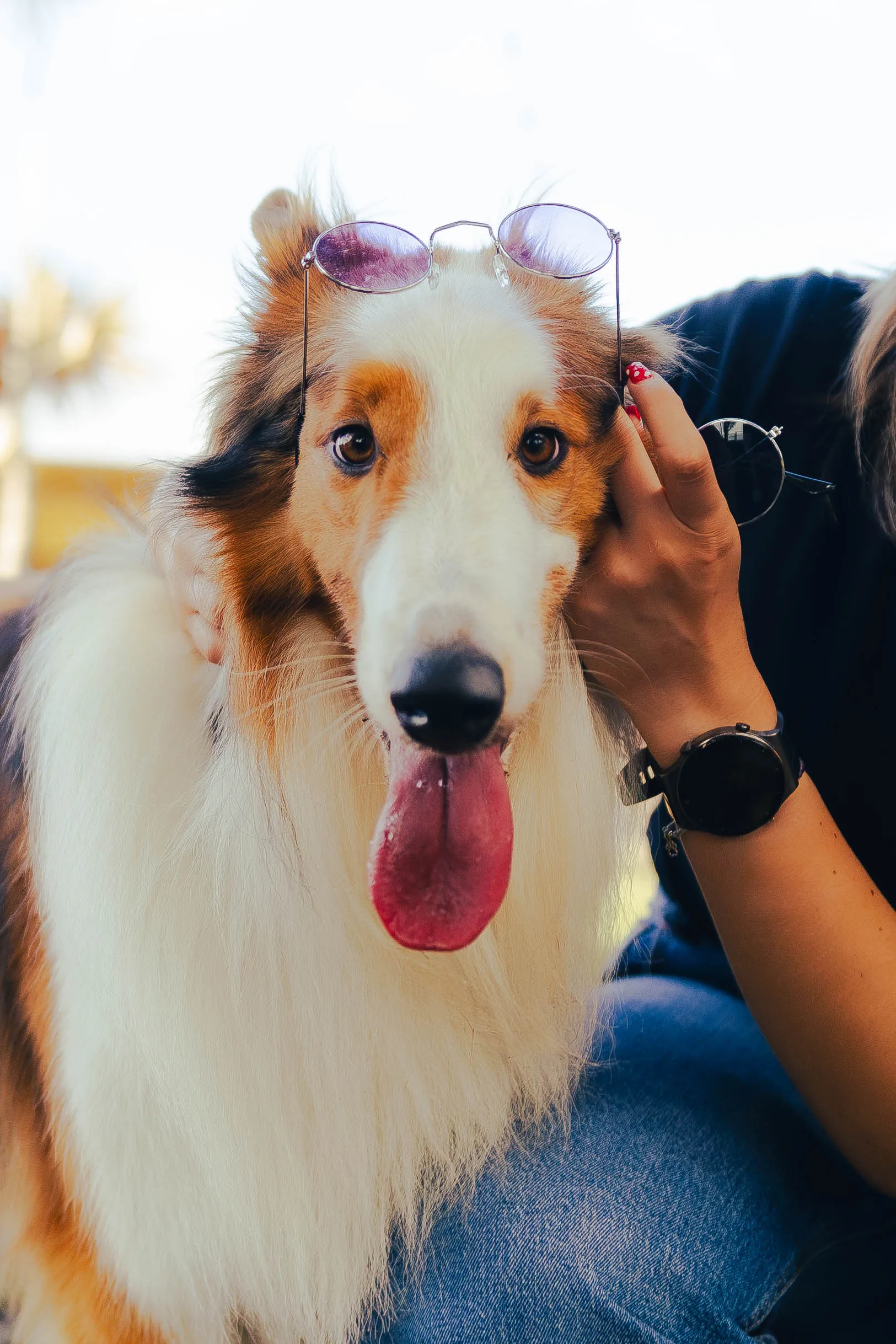 Collie con lentes morados en un evento Dwoof