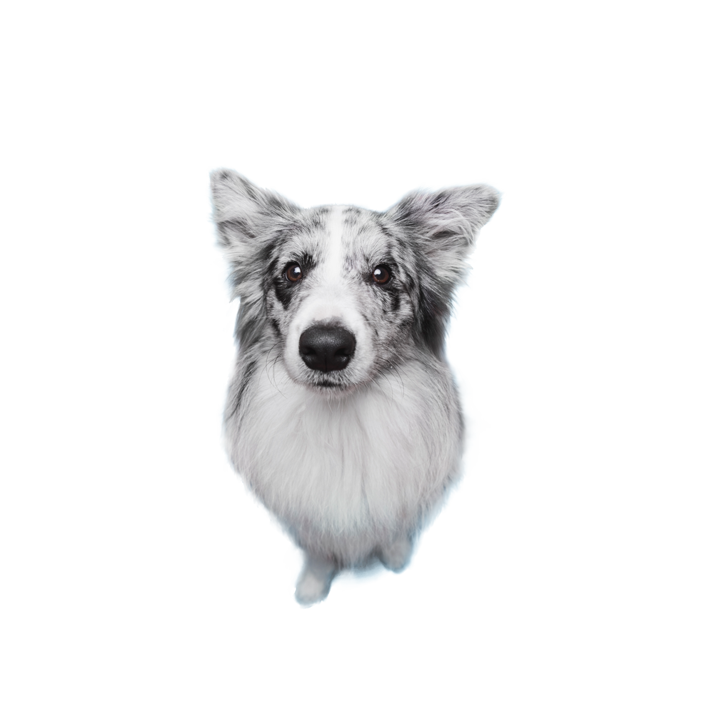 Small dog with person